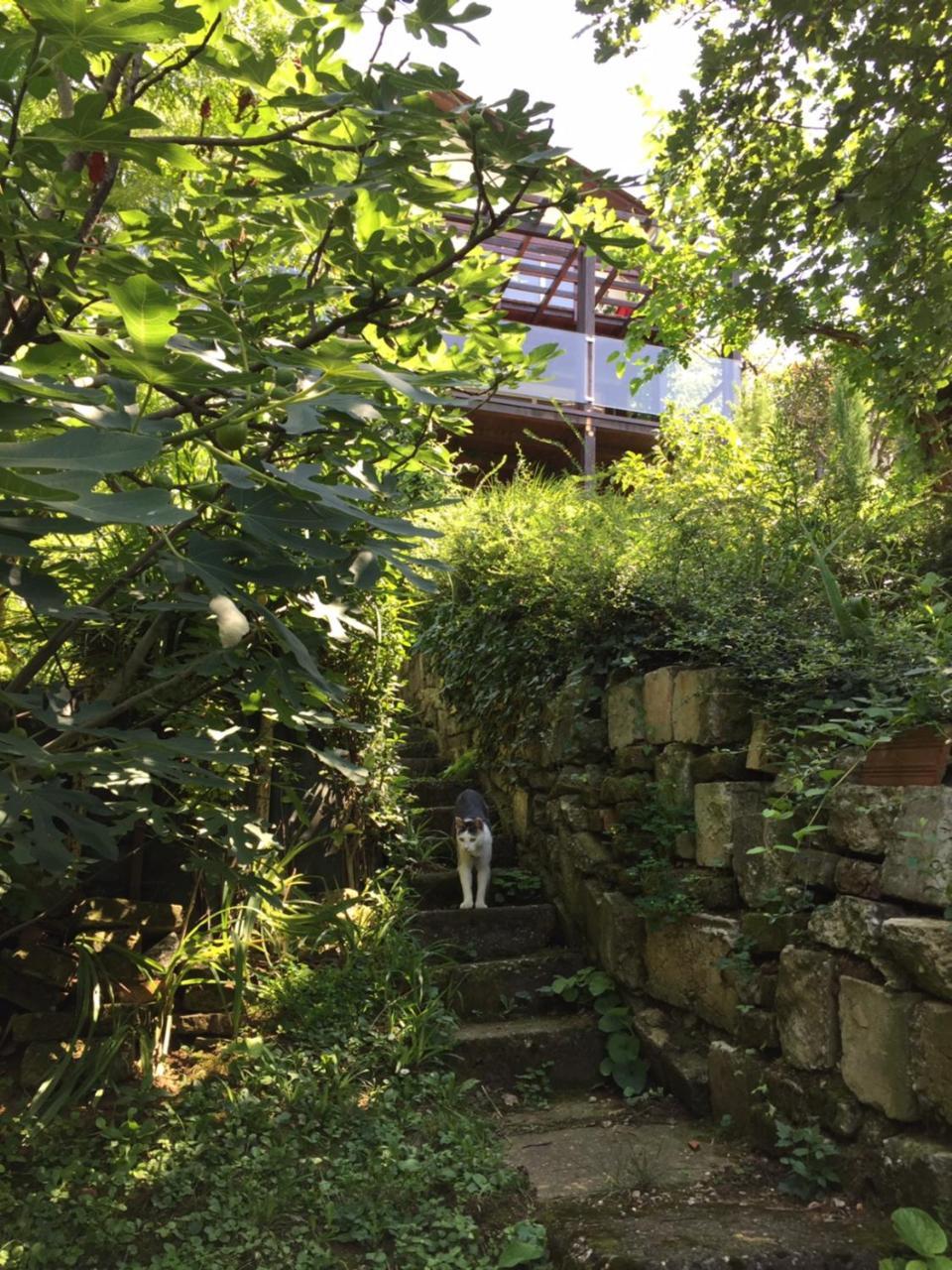 ペトロヴァラディンPergola House In A Green Oasis With Fantastic Viewアパートメント エクステリア 写真