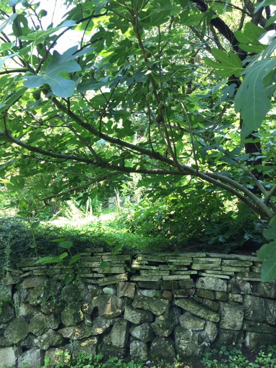 ペトロヴァラディンPergola House In A Green Oasis With Fantastic Viewアパートメント エクステリア 写真