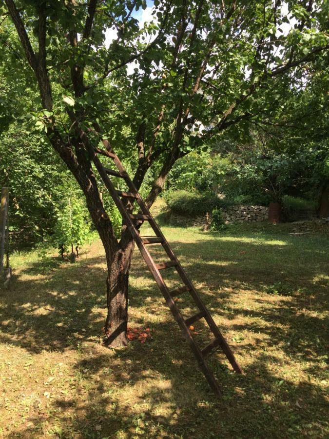 ペトロヴァラディンPergola House In A Green Oasis With Fantastic Viewアパートメント エクステリア 写真