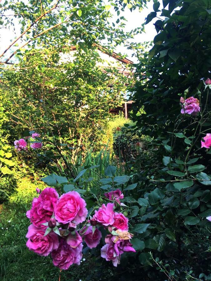 ペトロヴァラディンPergola House In A Green Oasis With Fantastic Viewアパートメント エクステリア 写真